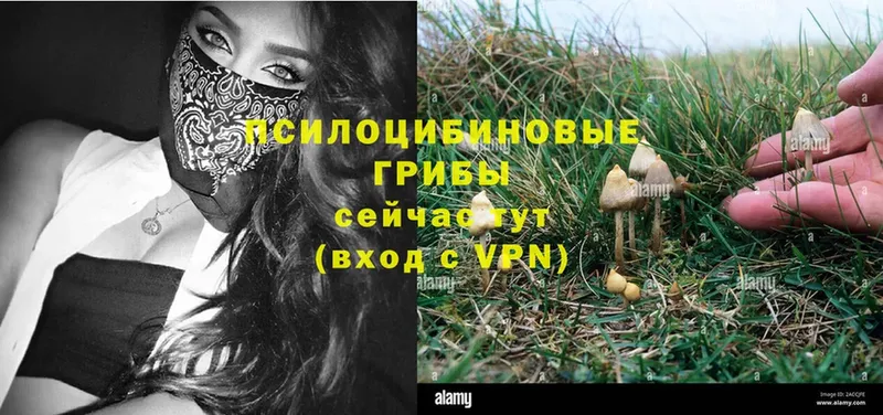 Галлюциногенные грибы Psilocybine cubensis  ссылка на мегу сайт  Алексин  даркнет сайт 